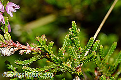 Besenheide (Calluna vulgaris). Blätter. (C169515) Besenheide (Calluna vulgaris). Blätter. (C169515)