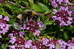 Hellgelbe Erdhummel (Bombus lucorum) an Besenheide (Calluna vulgaris)