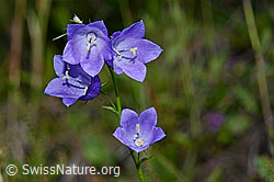 Rautenblättrige Glockenblume (Campanula rhomboidalis) (C169529) Rautenblättrige Glockenblume (Campanula rhomboidalis) (C169529)