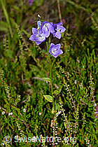 Rautenblättrige Glockenblume (Campanula rhomboidalis) (C169530) Rautenblättrige Glockenblume (Campanula rhomboidalis) (C169530)