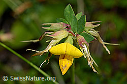 Gewöhnlicher Hornklee (Lotus corniculatus) (C169547) Gewöhnlicher Hornklee (Lotus corniculatus) (C169547)
