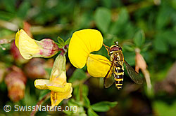Gewöhnlicher Hornklee (Lotus corniculatus)