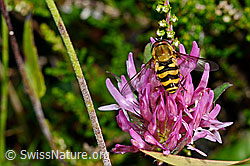 Rot-Klee (Trifolium pratense)