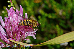 Grosse Schwebfliege (Syrphus ribesii) auf Rot-Klee (Trifolium pratense) (C169554)