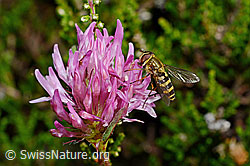 Grosse Schwebfliege (Syrphus ribesii) auf Rot-Klee (Trifolium pratense) (C169556)