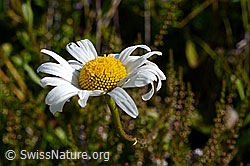 Gewöhnliche Wiesen-Margerite (Leucanthemum vulgare) (25.07.2020, C169559)
