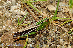 Heidegrashüpfer (Stenobothrus lineatus) (25.07.2020, C169562)