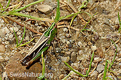 Grasshopper (Stenobothrus lineatus), (C169564)