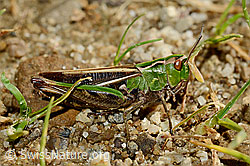 Heidegrashüpfer (Stenobothrus lineatus) (25.07.2020, C169566)