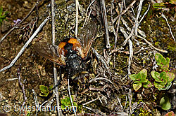 Tachina magnicornis (Raupenfliege) (25.07.2020, C169572)