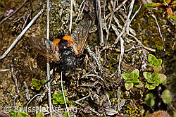 Tachina magnicornis (Raupenfliege) (25.07.2020, C169573)