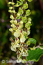 Salbeiblättriger Gamander (Teucrium scorodonia) (25.07.2020, C169581)
