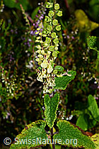 Salbeiblättriger Gamander (Teucrium scorodonia) (25.07.2020, C169582)