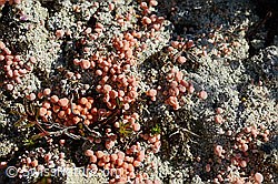 C169585: Rosafarbene Köpfchenflechte (Dibaeis baeomyces)