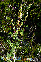 Teucrium scorodonia (C169586)