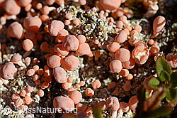 C169588: Rosafarbene Köpfchenflechte (Dibaeis baeomyces)