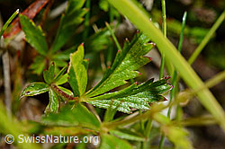 Blutwurz (Potentilla erecta) (C169595) Blutwurz (Potentilla erecta) (C169595)