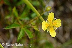 Blutwurz (Potentilla erecta) (C169596) Blutwurz (Potentilla erecta) (C169596)