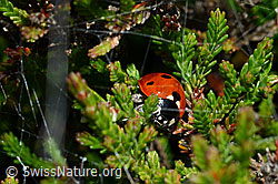 Siebenpunkt Marienkäfer (Coccinella septempunctata)