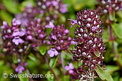 Arznei-Thymian (Thymus pulegioides) (C169623) Arznei-Thymian (Thymus pulegioides) (C169623)
