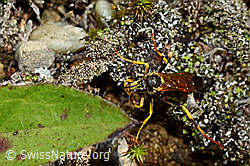 Schlupfwespe (Ichneumon extensorius) (25.07.2020, C169630)