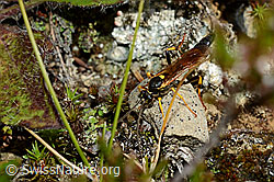 Schlupfwespe (Ichneumon extensorius) (25.07.2020, C169634)