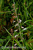 Grosses Hexenkraut (Circaea lutetiana) (C169690) Grosses Hexenkraut (Circaea lutetiana) (C169690)