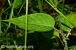 Grosses Hexenkraut (Circaea lutetiana) (C169691) Grosses Hexenkraut (Circaea lutetiana) (C169691)