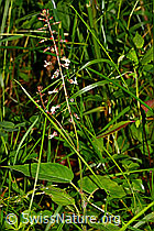 Grosses Hexenkraut (Circaea lutetiana) (C169692) Grosses Hexenkraut (Circaea lutetiana) (C169692)