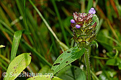 Gemeine Brunelle (Prunella vulgaris) (C169694)