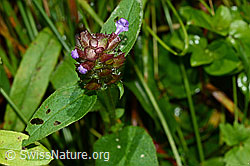 Gemeine Brunelle (Prunella vulgaris) (C169695)