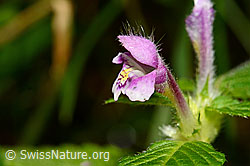 Ausgerandeter Hohlzahn (Galeopsis bifida) (C169696)