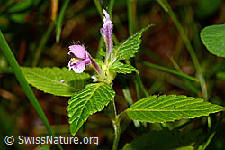 Ausgerandeter Hohlzahn (Galeopsis bifida) (C169698)