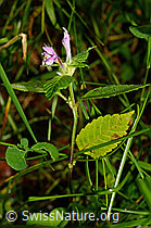 Ausgerandeter Hohlzahn (Galeopsis bifida) (C169699)