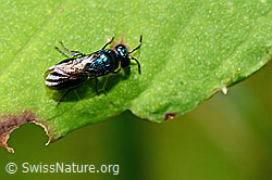 Goldwespe (Chrysididae) (25.07.2020, C169704)