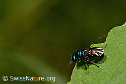 Goldwespe (Chrysididae) (25.07.2020, C169705)