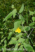Wald-Springkraut (Impatiens noli-tangere) (25.07.2020, C169711)