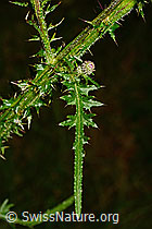 Sumpf-Kratzdistel (Cirsium palustre) (25.07.2020, C169724)