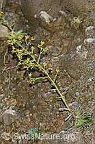 Safrangelber Steinbrech (Saxifraga mutata) (C169757) Safrangelber Steinbrech (Saxifraga mutata) (C169757)