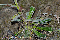 Safrangelber Steinbrech (Saxifraga mutata) (C169760) Safrangelber Steinbrech (Saxifraga mutata) (C169760)