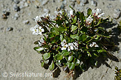 Alpen-Schaumkraut (Cardamine alpina) (07.2020, C170002)