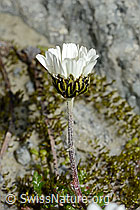 Gewöhnliche Alpenmargerite (Leucanthemopsis alpina) (C170092) Gewöhnliche Alpenmargerite (Leucanthemopsis alpina) (C170092)
