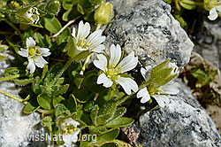 Einblütiges Hornkraut (Cerastium uniflorum) (07.2020, C170101)