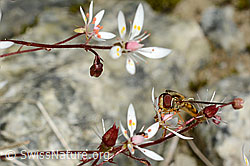 Hainschwebfliege (Episyrphus balteatus) auf Sternblütigem Steinbrech (Saxifraga stellaris) (C170104) Hainschwebfliege (Episyrphus balteatus) auf Sternblütigem Steinbrech (Saxifraga stellaris) (C170104)