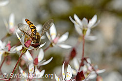 Hainschwebfliege (Episyrphus balteatus) (C170110) Hainschwebfliege (Episyrphus balteatus) (C170110)