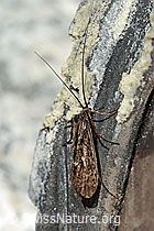 Köcherfliege (Trichoptera) (07.2020, C170128)