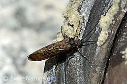Köcherfliege (Trichoptera) (07.2020, C170131)