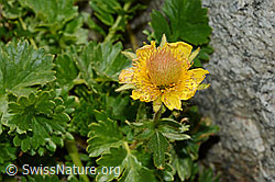 Kriechende Berg-Nelkenwurz (Geum reptans) (C170227) Kriechende Berg-Nelkenwurz (Geum reptans) (C170227)