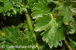 Kriechende Berg-Nelkenwurz (Geum reptans) (C170228) Kriechende Berg-Nelkenwurz (Geum reptans) (C170228)