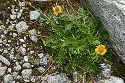 Kriechende Berg-Nelkenwurz (Geum reptans) (C170229) Kriechende Berg-Nelkenwurz (Geum reptans) (C170229)